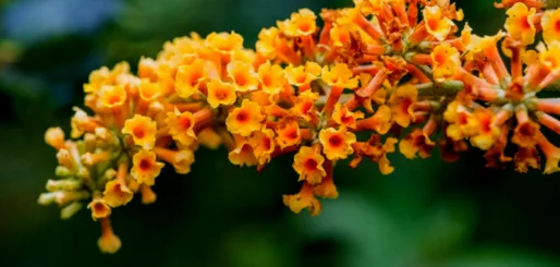 Buddleia
