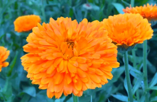 Calendula