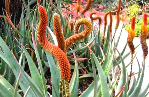 Catโs Tail Aloe