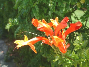 Climbing Penstemon