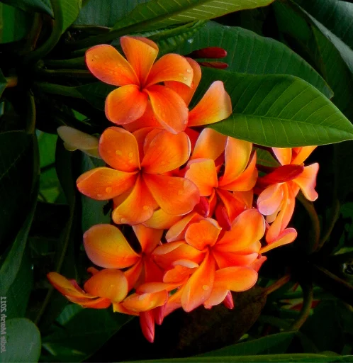 Frangipani