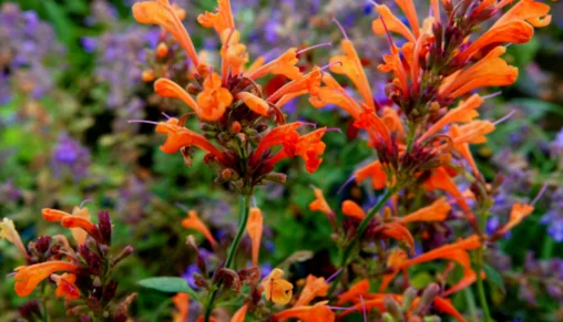 Hummingbird Hyssop