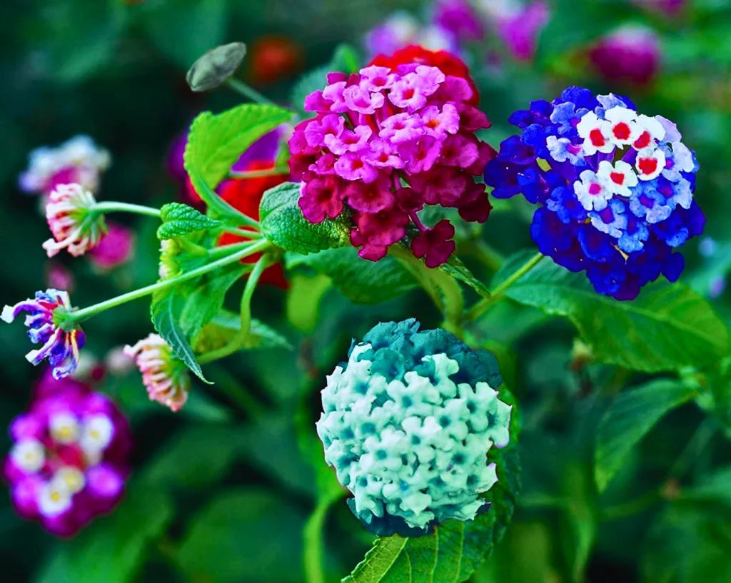 Lantana