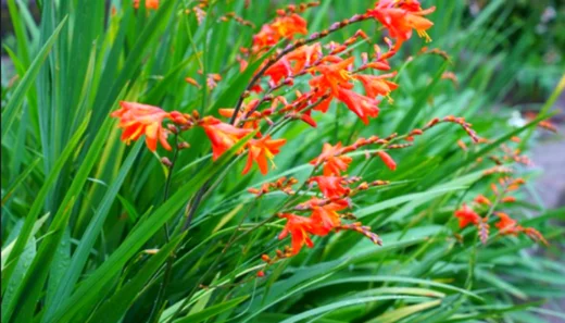 Montbretia
