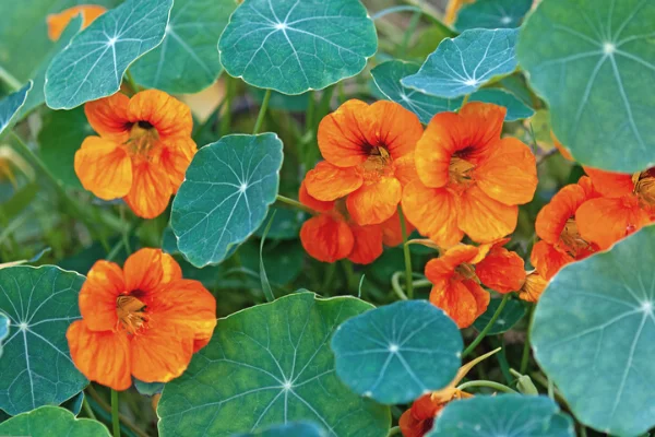 Nasturtium