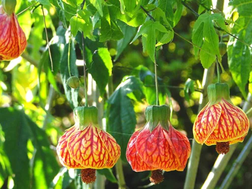 Painted Abutilon
