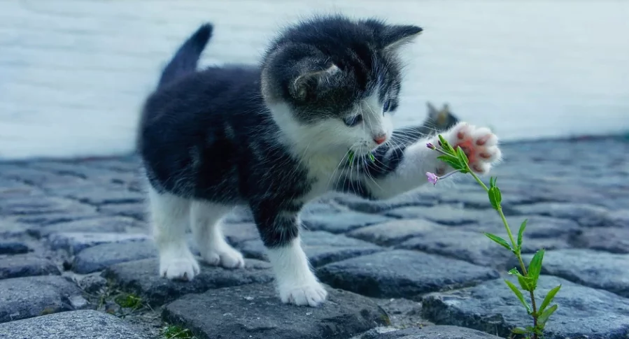 Top 100 Female Cat Names