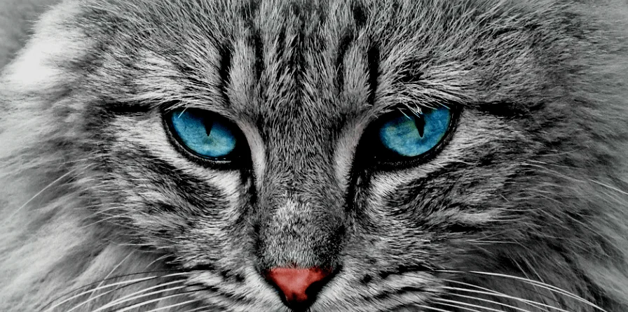 Cat Names Uncommon