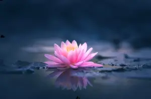 pink lotus flower water lily 260nw 1898665474 1