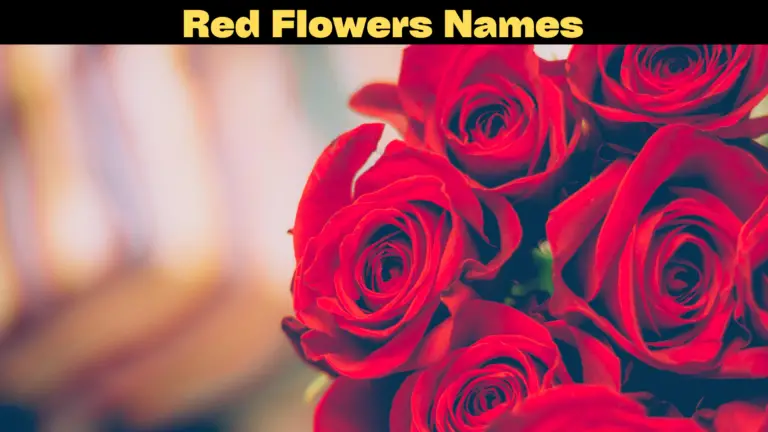 Red Flowers name
