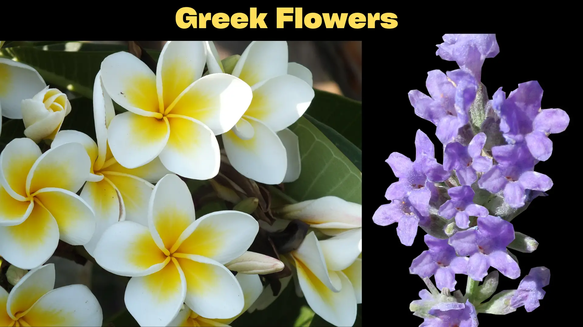 Greek Flowers Names