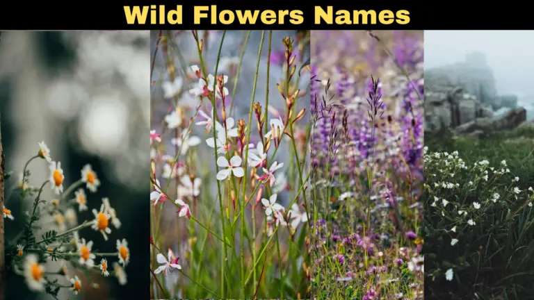 Top 10+ Common Wild Flowers Names With Meanings & Scientific Names