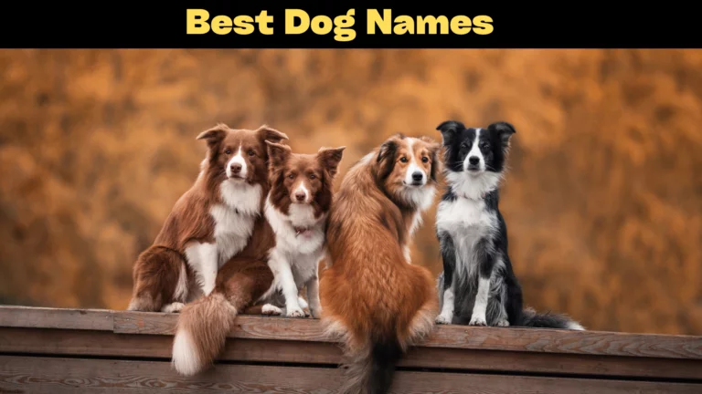 Best Dog Names With Their Meanings 2024