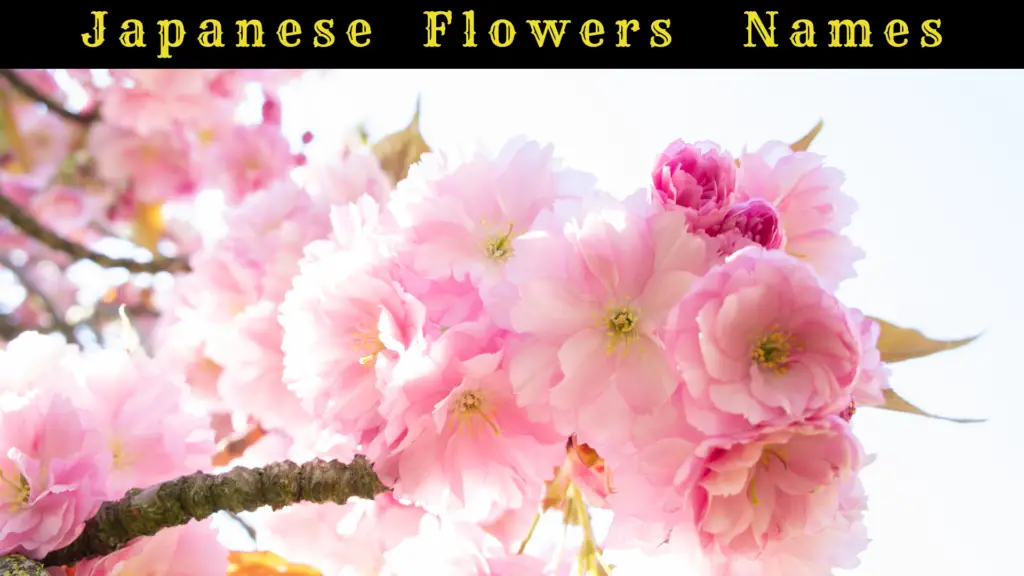 Japanese Flowers Names