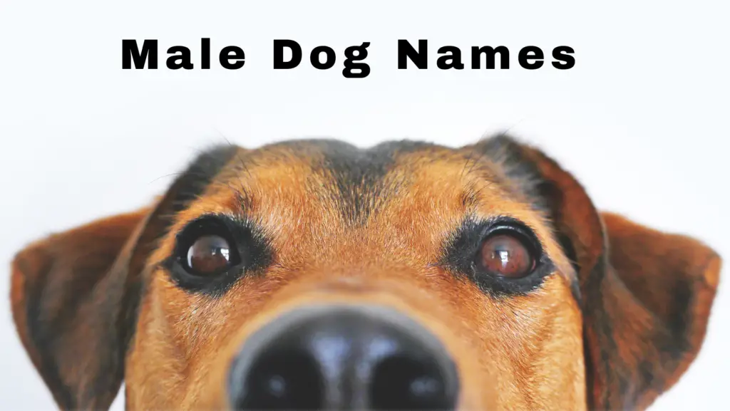Male Dog Names