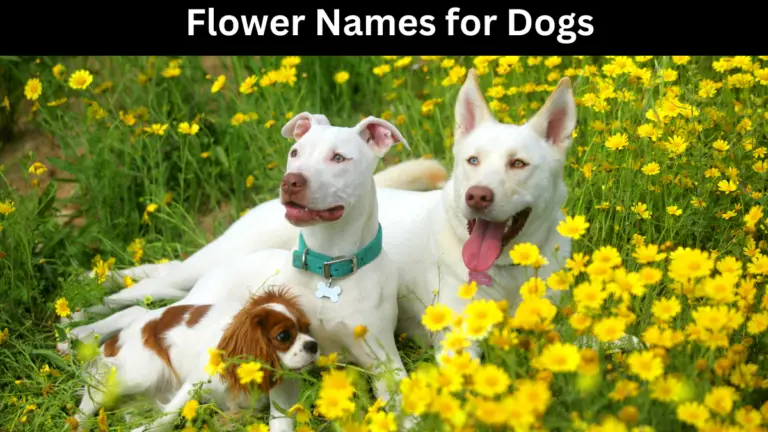 Unique Flower Names for Dogs – 100 Cute Male Female Dog Names List