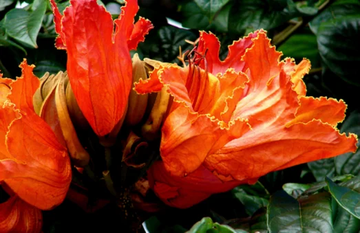 African Tulip Tree