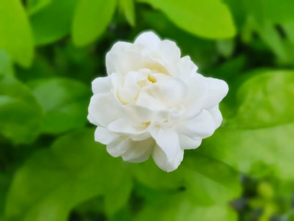 Arabian jasmine