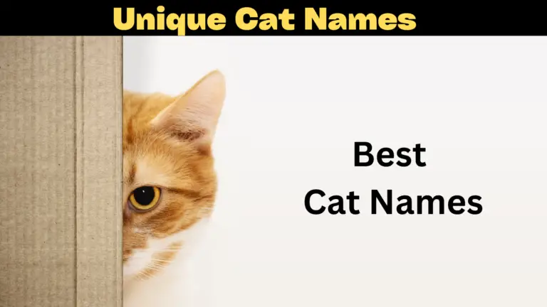 Unique Cat Names 2023 Popular Cool Beautiful Male Female Cat Names