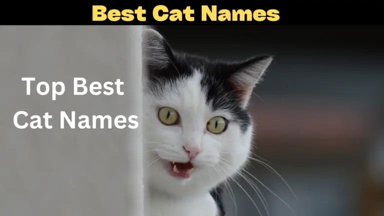 Best Cat Names For Male and Female Cats 2023