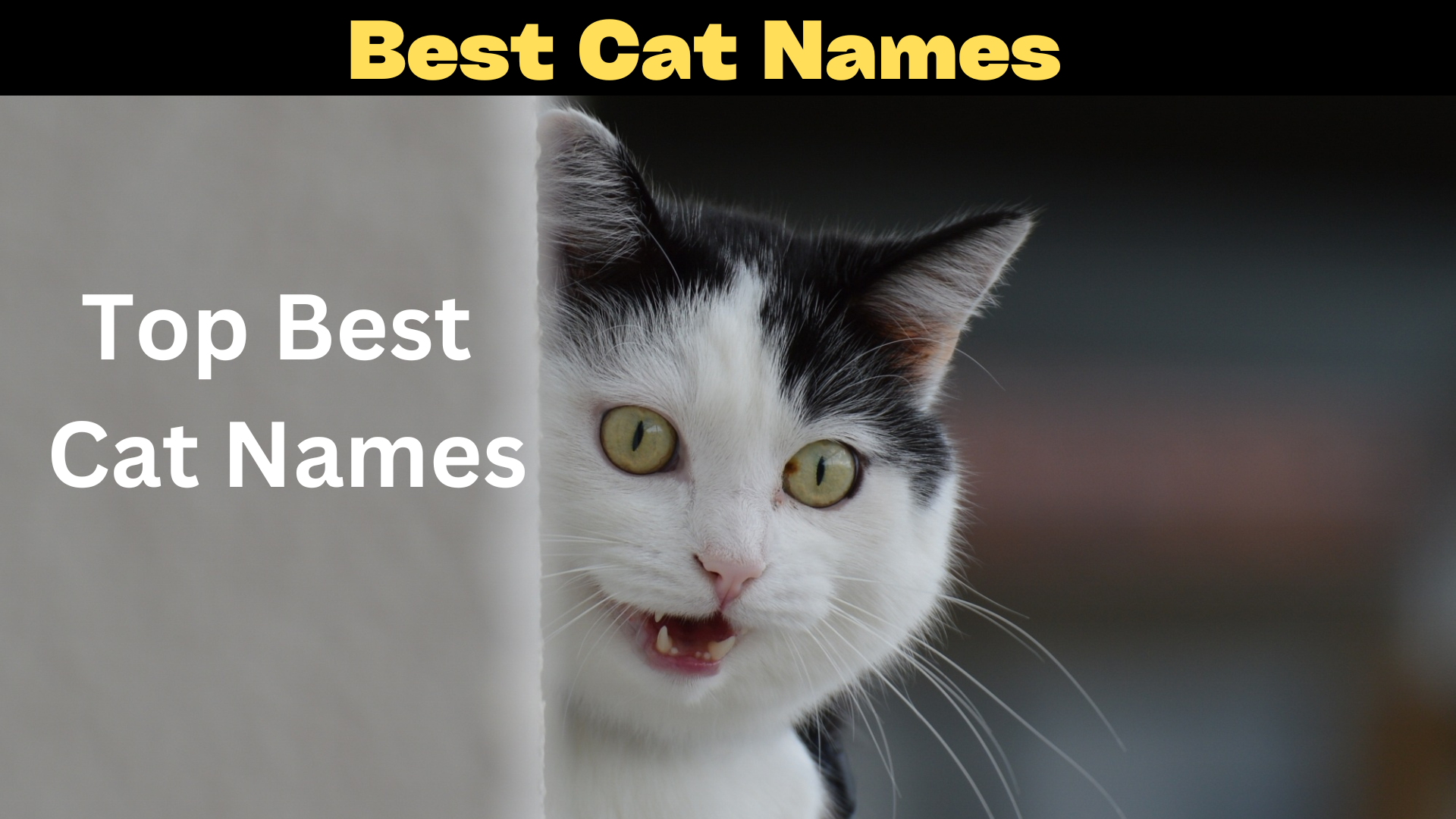 Best Cat Names For Male And Female Cats 2023