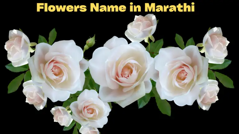 Flowers Name in Marathi