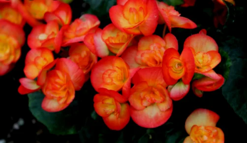 Begonia