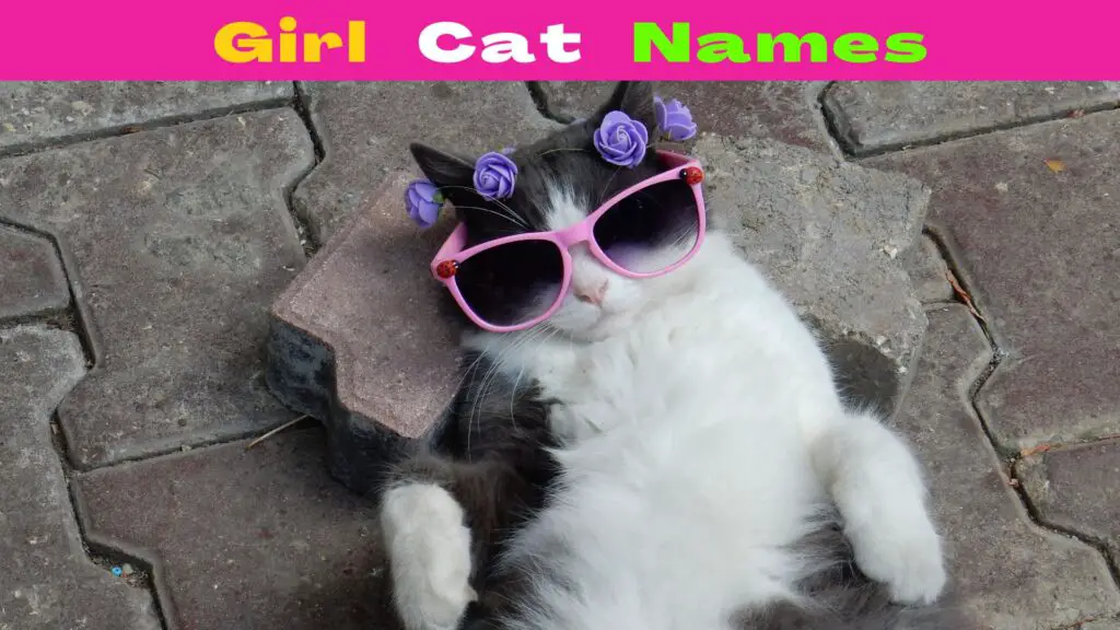 Girl Cat Names