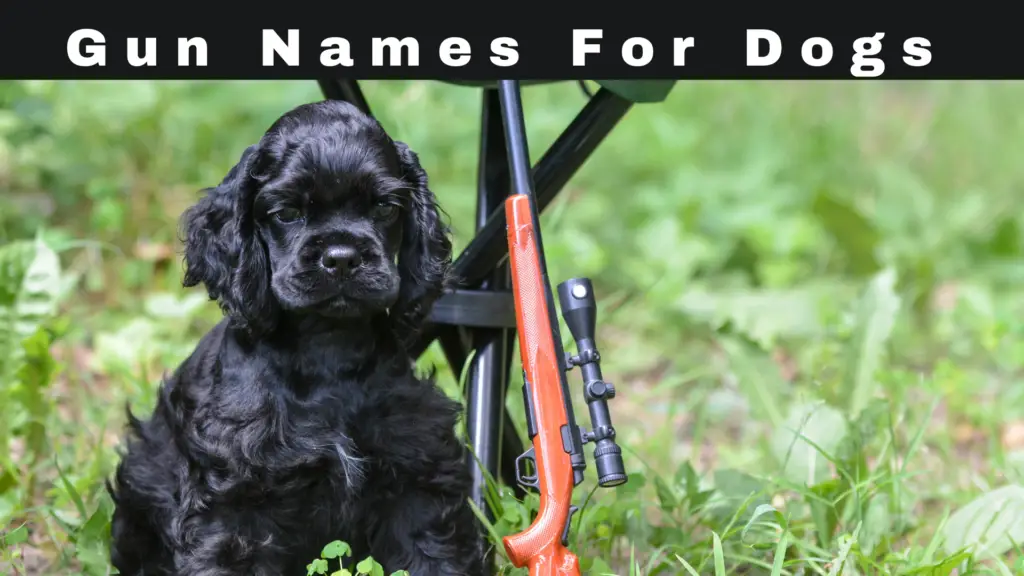 Gun Names For Dogs