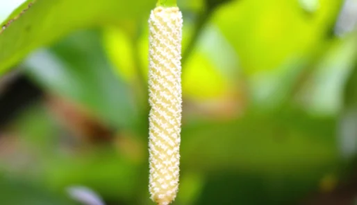 Betel flower