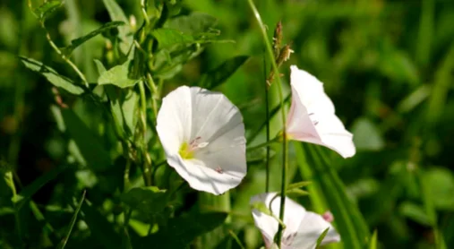 Bindweed Creeper 1