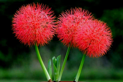 Blood Lily