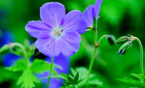 Blue Geranium