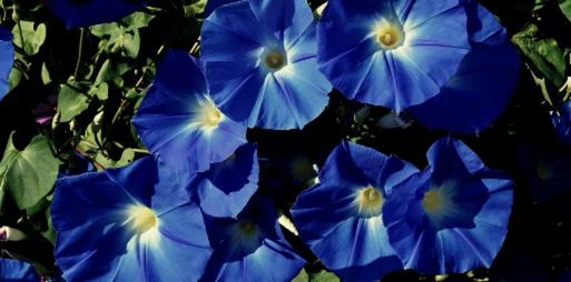 Blue Morning Glory 1