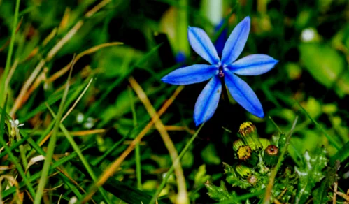 Bluestar Flower