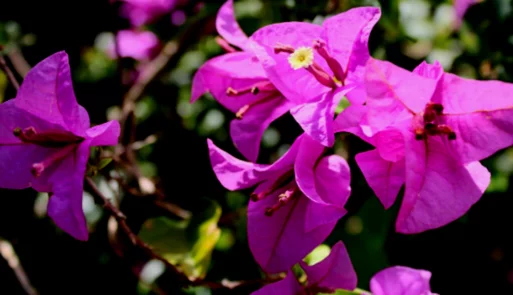 Bougainvillea 2