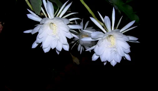 Brahma kamal 1