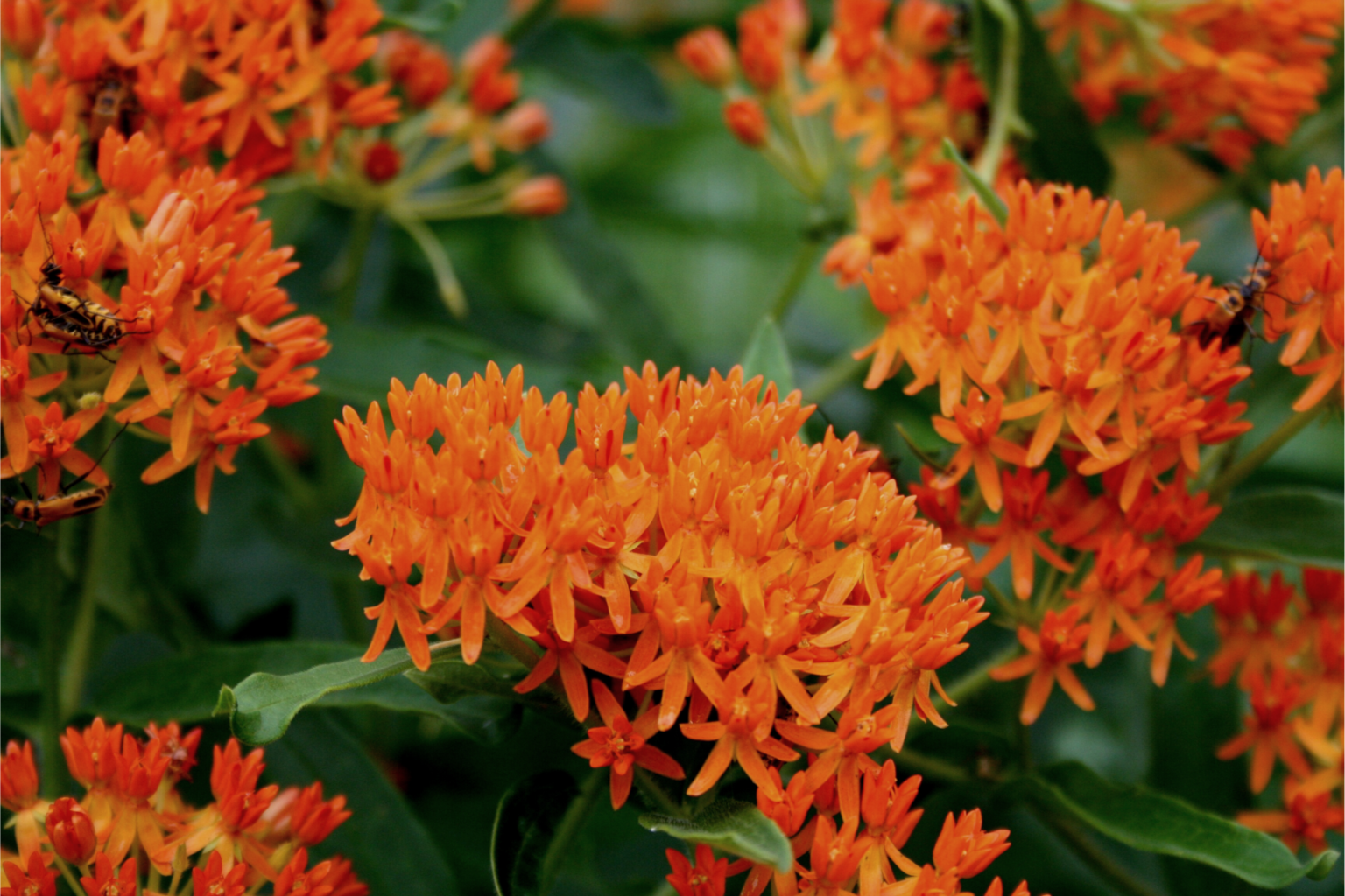 50+ Beautiful Orange Flowers Names With Pictures Best Orange Flowers