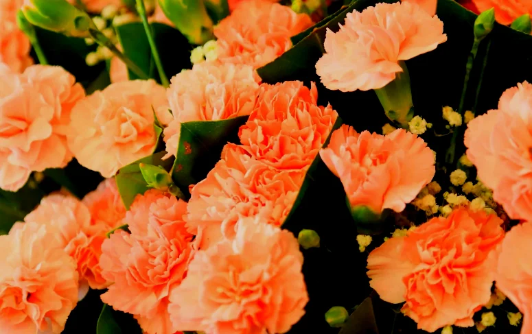 Carnation