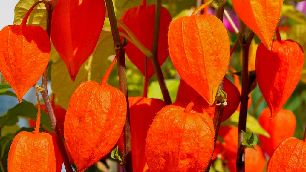 Chinese lantern plant