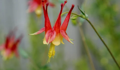 Columbine Flower 1