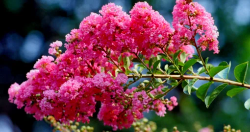 Common Crape Myrtle 1