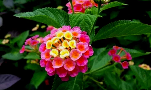 Common Lantana 1