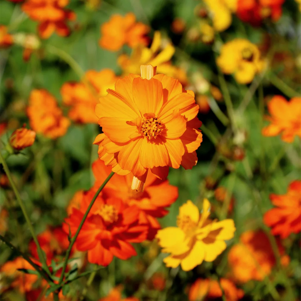 Cosmos