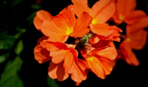 Crossandra 2