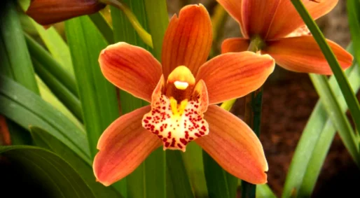 Cymbidium Orchid