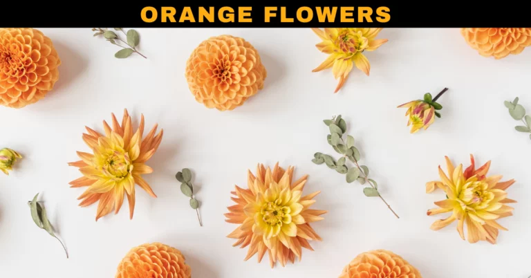 50+ Beautiful Orange Flowers Names With Pictures – Best Orange Flowers