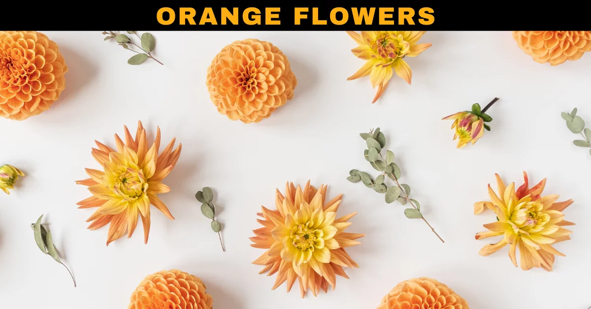 Orange Flowers