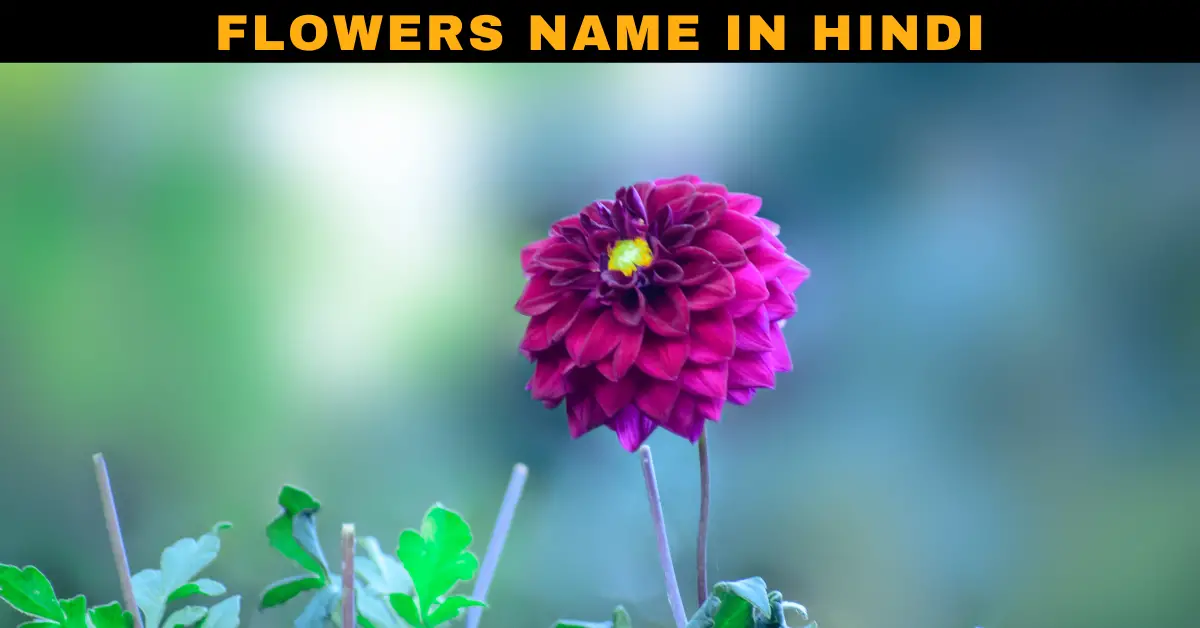Flowers Name In Hindi