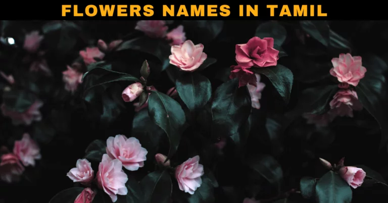 Beautiful Flowers Names in Tamil with Pictures